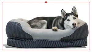 Top Luxury Orthopedic Dog Beds for Stylish Modern Homes
