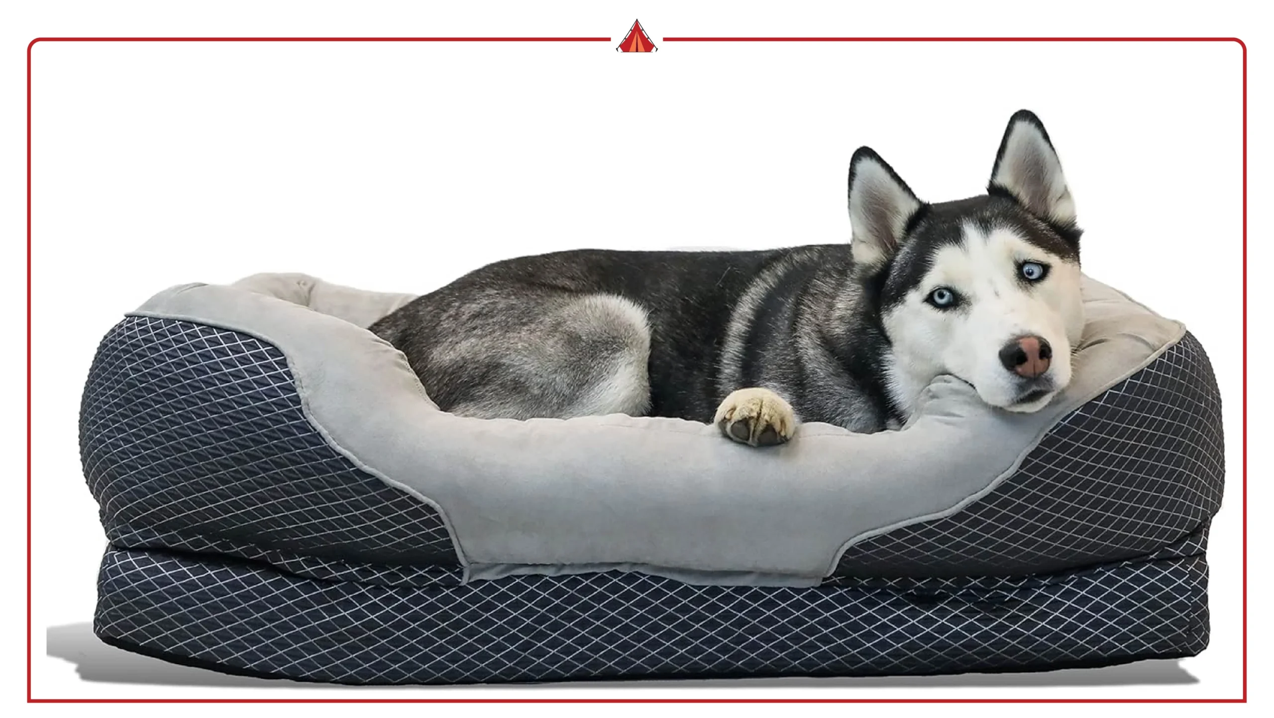 Memory Foam vs Egg Crate Foam Dog Beds: Best Orthopedic Choice for Comfort