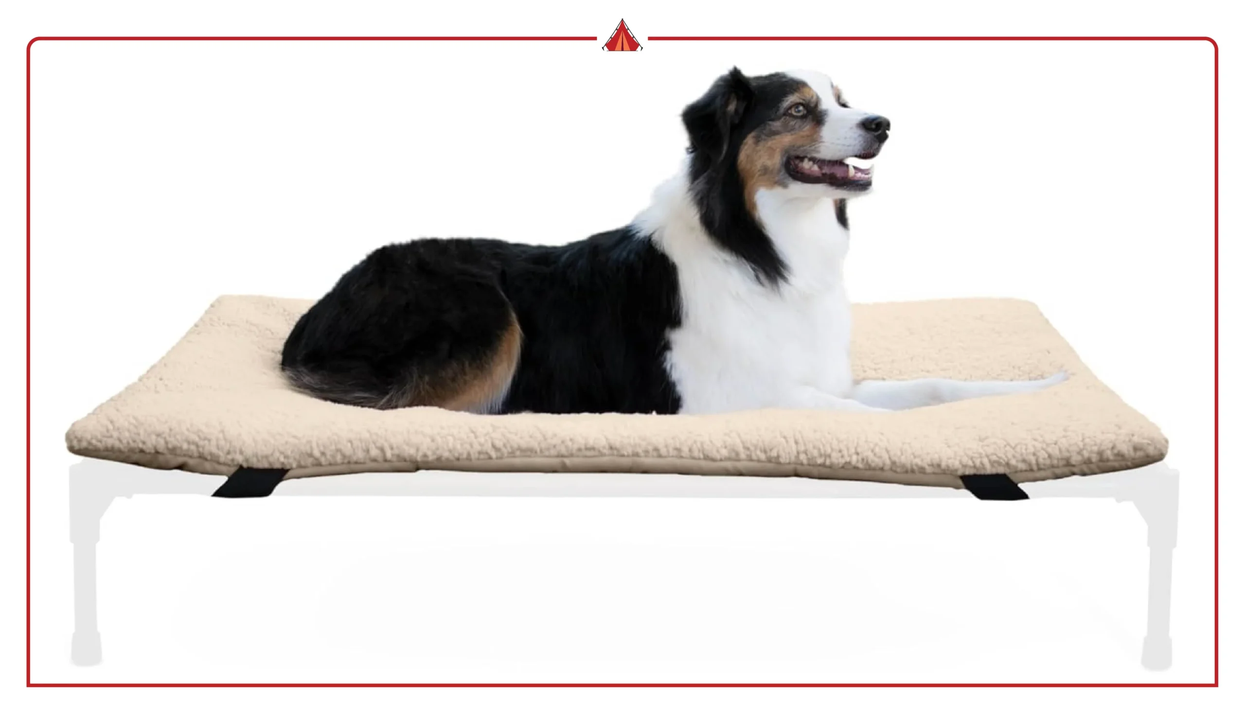 Best Elevated Orthopedic Dog Beds for Outdoor Comfort & Summer Cooling