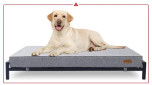Top Luxury Orthopedic Dog Beds for Stylish Modern Homes